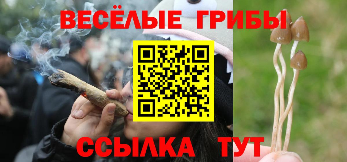 Галлюциногенные грибы Psilocybine cubensis Гай